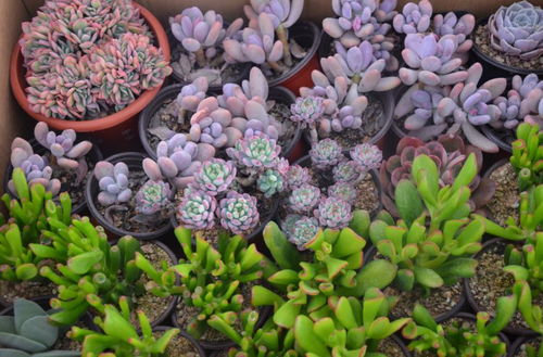 迎春花卉與家電同臺綻放 國際商品展人頭攢動鬧新春