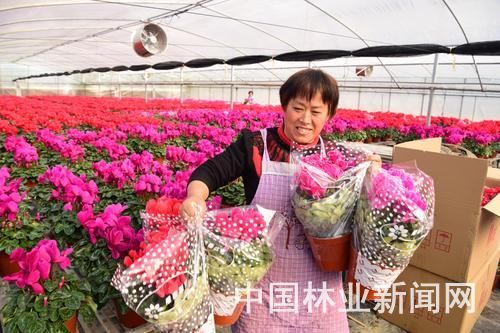 迎春鮮花市場俏銷，家具市場借勢回暖