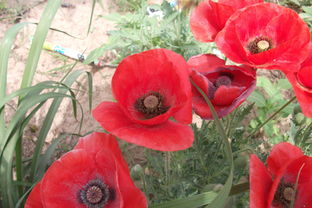 公司花壇里的花兒 新能源工程中的綠色風景